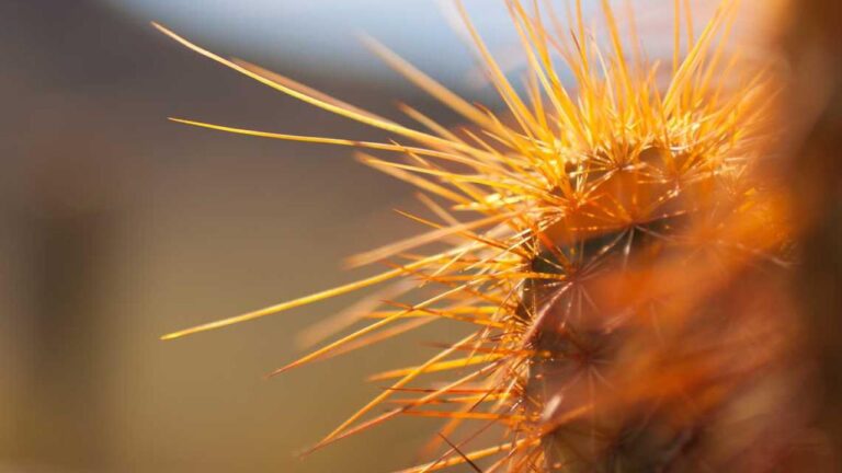 What Support Is Available In The 99Exch Help Centre?